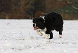 BORDER COLLIE 1175